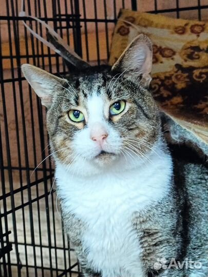 Кошки в добрые руки