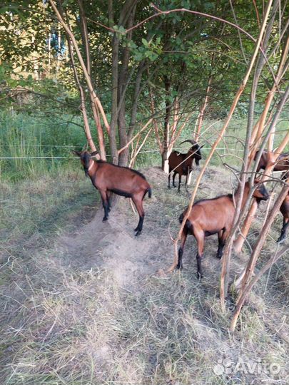 Дояр с проживанием