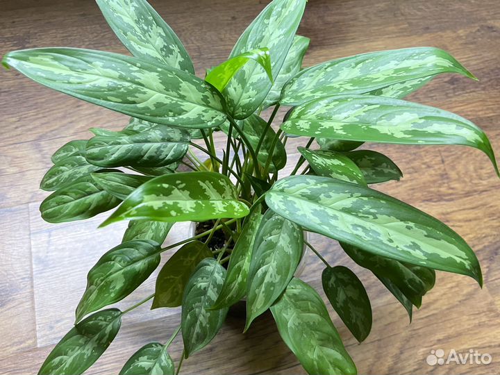 Комнатные цветы