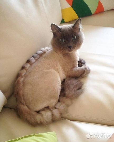 В отпуске. Стрижка котов. Груминг домаш.животных