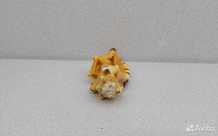 Циматиум Лоториум 11 морская ракушка раковина