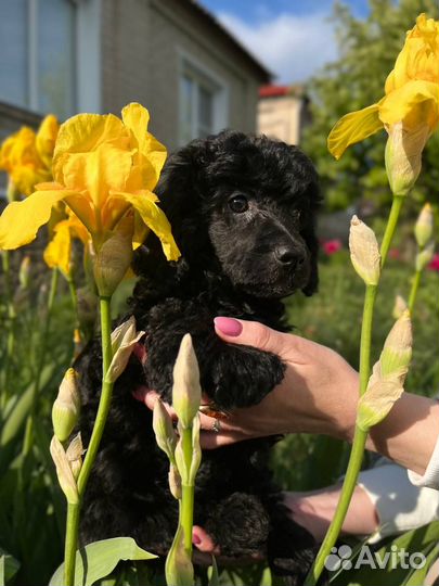 Малый пудель