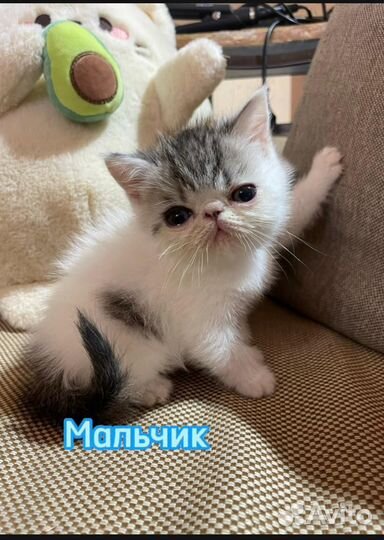 Плюшевые котята