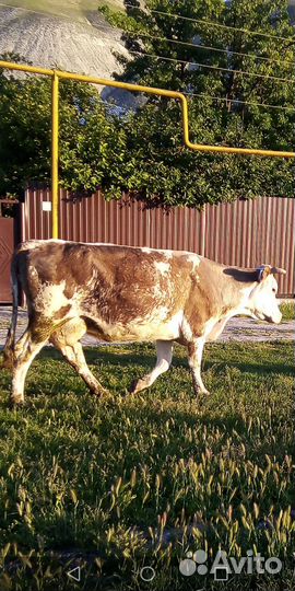 Корова дойная