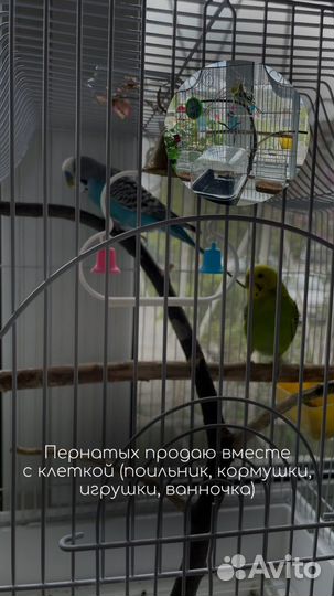 Волнистые попугаи пара