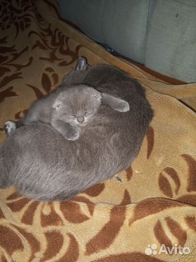 Шотландский вислоух