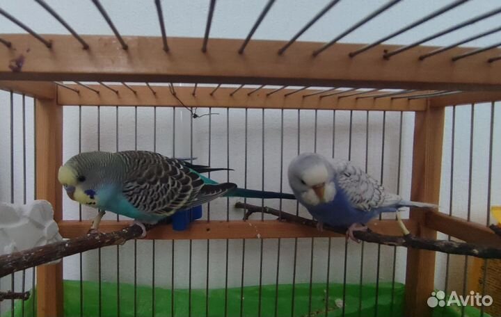 Волнистый попугай пара с клеткой