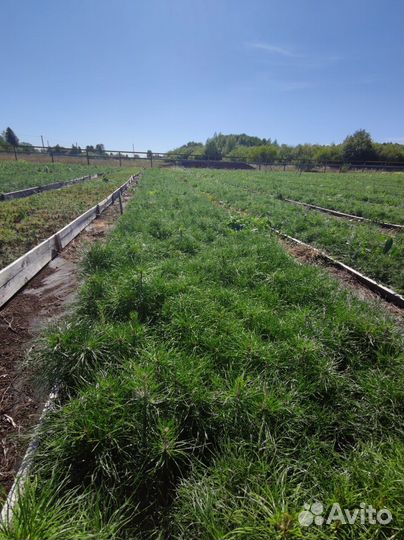 Сеянцы сосны зкс от производителя