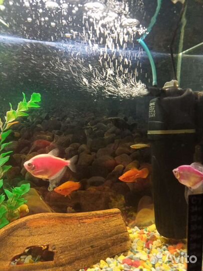 Аквариум на 100 л с тумбой и рыбками
