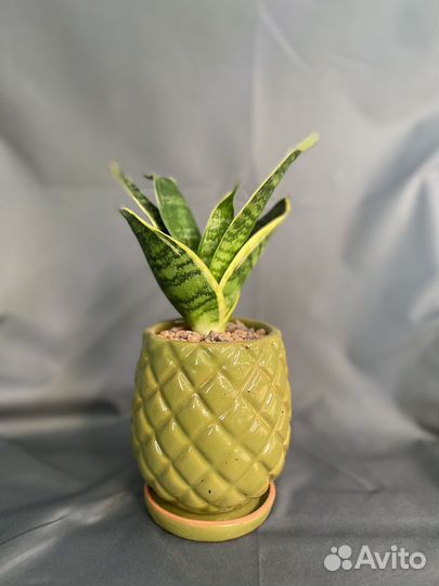 Кашпо «Ананас» с суккулентом