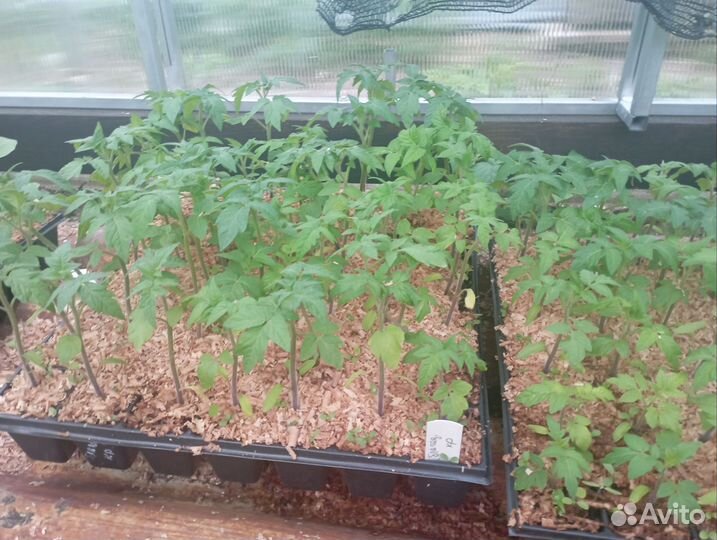 Рассада томатов, перцев, баклажан