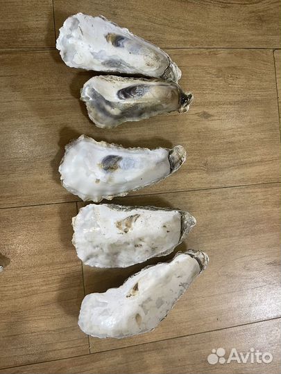 Камни, камешки и раковины устриц с Черного моря