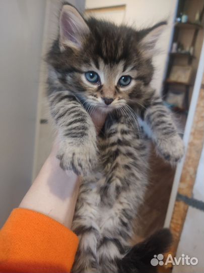 Котята в добрые руки бесплатно