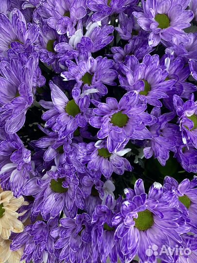 Хризантема