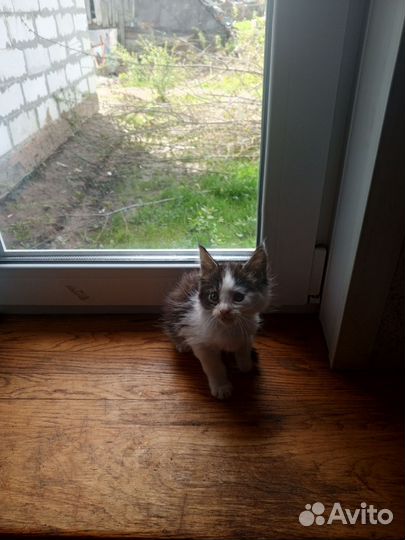 Котята в дар