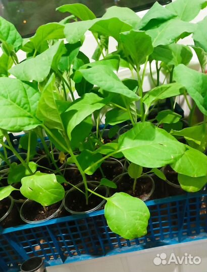 Рассада баклажан
