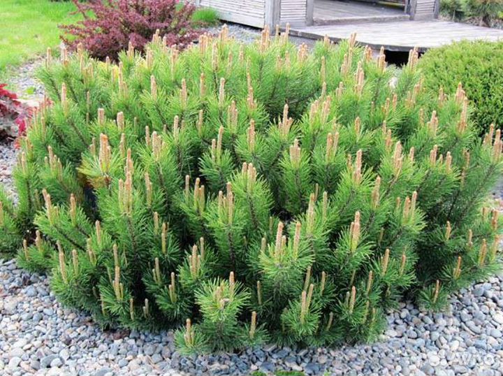 Сосна горная Мугус,Пумилио
