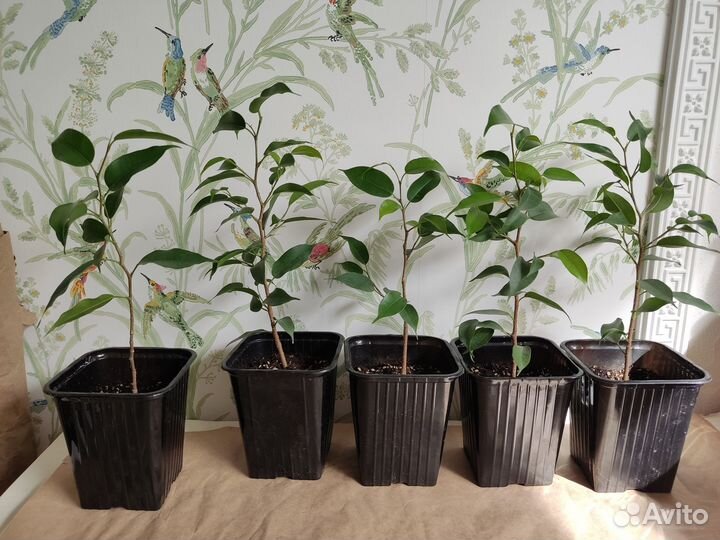 Фикус бенжамина