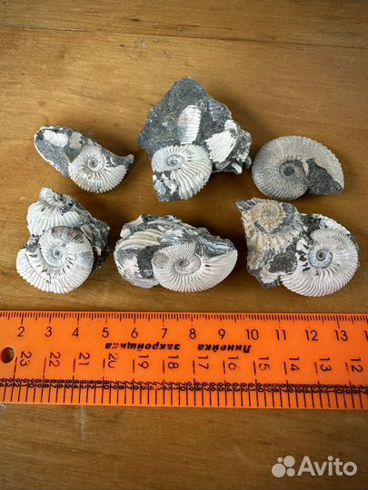 Аммониты в коллекцию