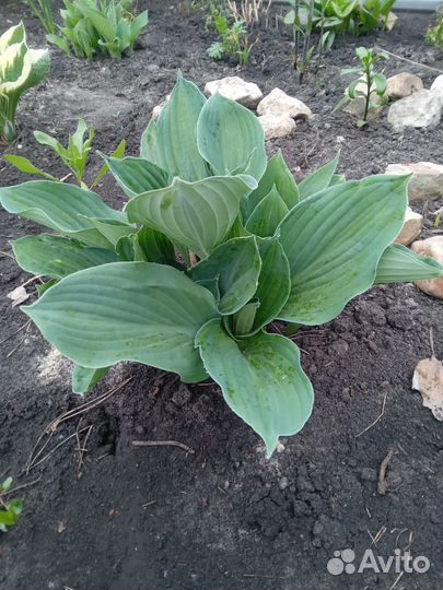 Хоста растение