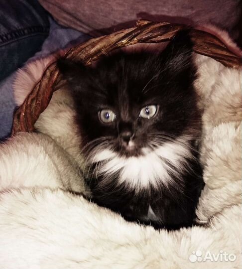 Персидская