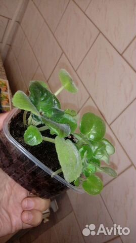 Растения-малыши для юных натуралистов