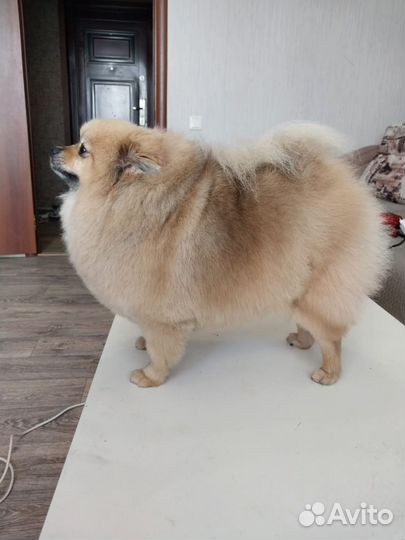 Стрижка собак и кошек