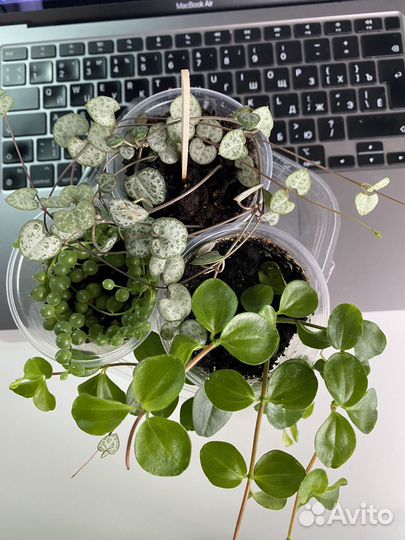 Набор Пеперомия, крестовник, церопегия