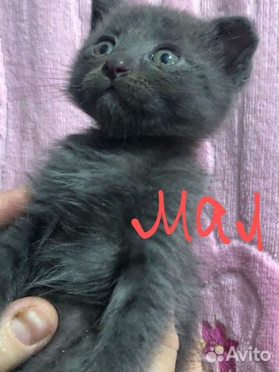 Вислоухие котята
