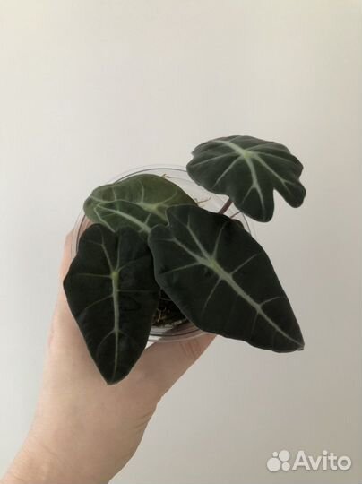 Алоказия синуата (клубни)