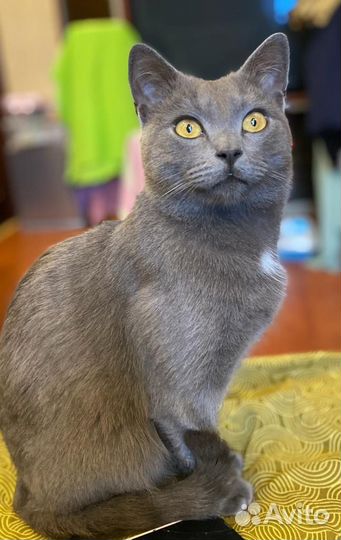 Русская голубая кот