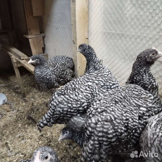 Курочки молодки Мехеленская кукушка