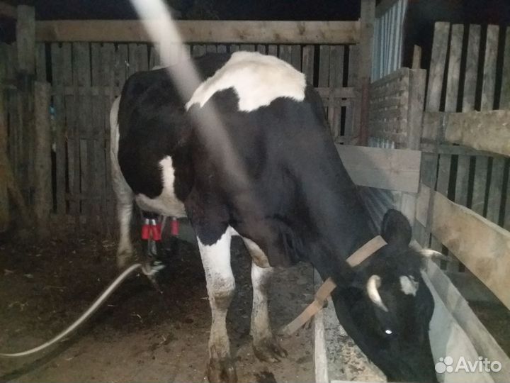 Корова первотелка