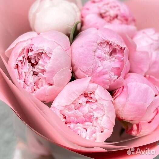 7 розовых нежных пионов в упаковке