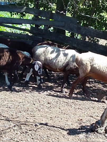 Овцы бараны