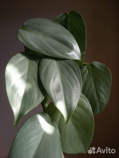 Филодендроны 15 сортов