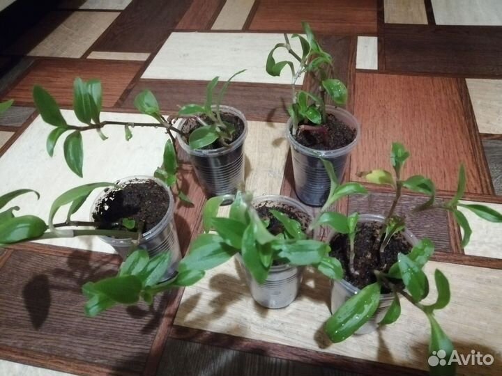 Комнатные цветы
