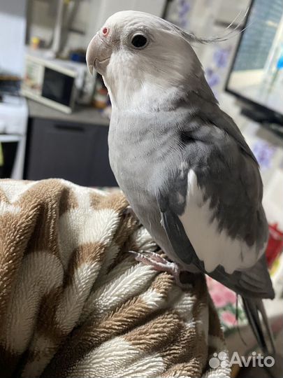 Попугай корелла