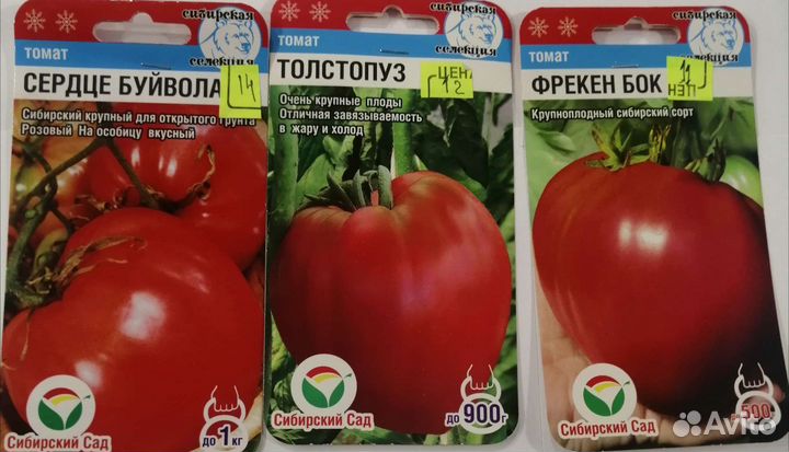 Продам рассаду помидор в отдельных стаканчиках