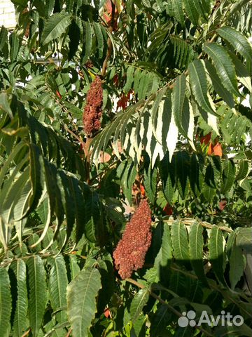 Сумах уксусное дерево