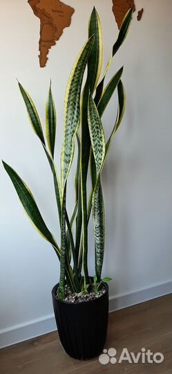 Сансевиерия лауренти