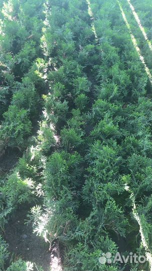 Продаются саженцы хвойных растений