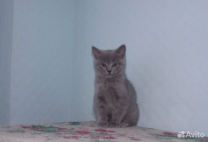Шотландская