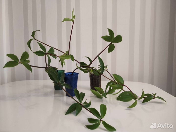 Пеперомия перескиелистная