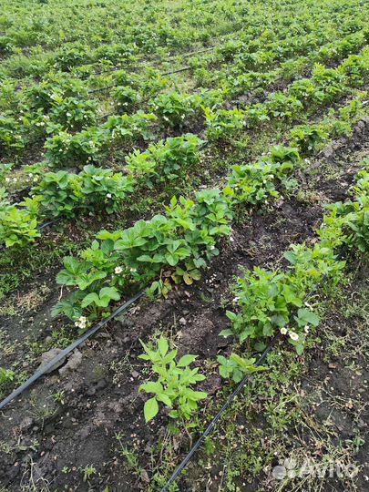 Продаётся действующее сельхоз предприятие