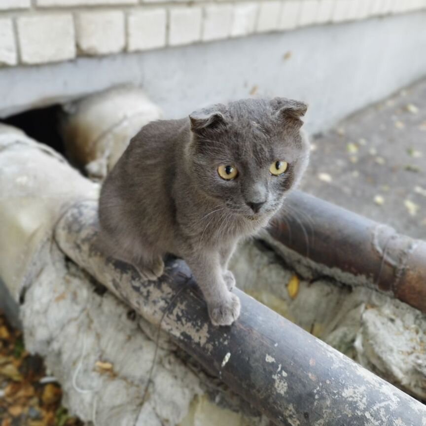 Котенок шотландская вислоухая