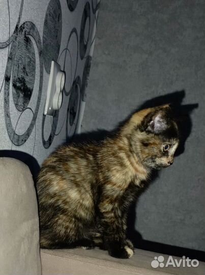 Котенок девочка в дар