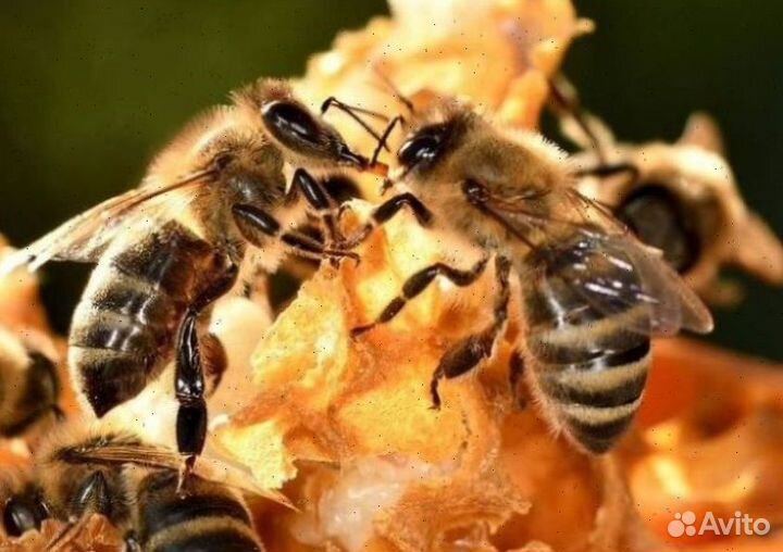 Качественные Пчелопакеты 2024