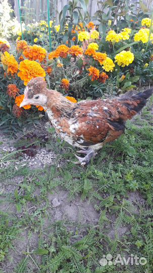 Петух карликовой породы Бентамка