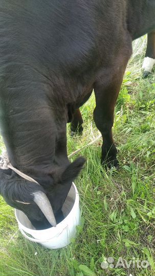 Корова телка